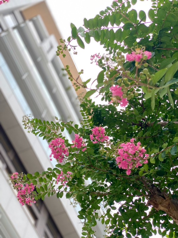 國暘富田大樓庭園: 日本原生種紫葳