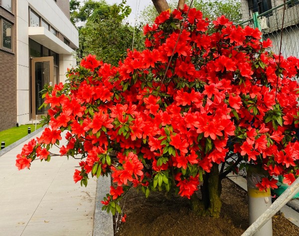 國暘富田大樓庭園: 溪楠杜鵑 台灣原生種