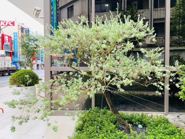 國暘富田大樓庭園: 紅花玉芙蓉